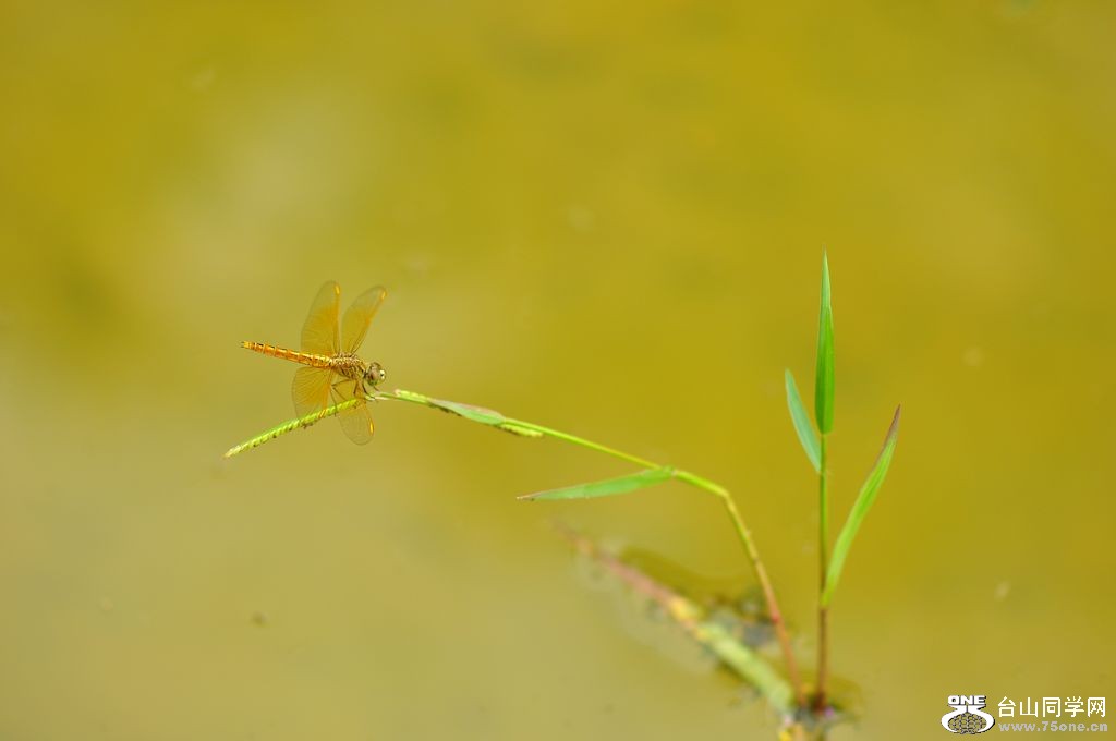 DSC_0064.JPG