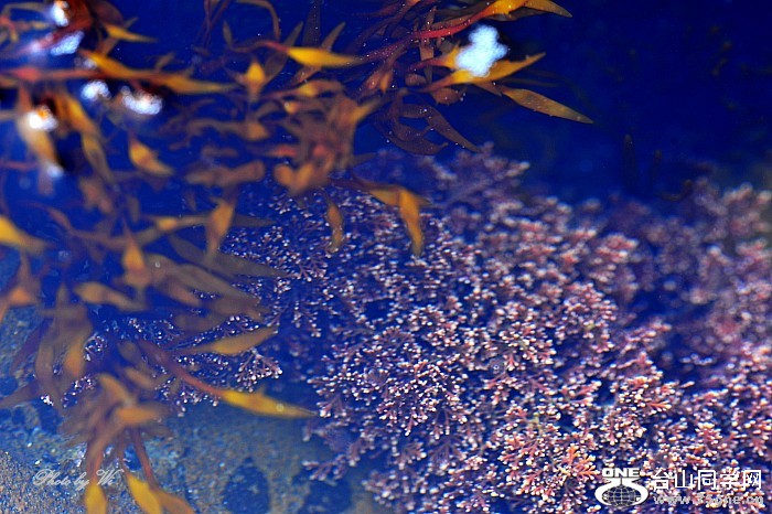 DSC_8648_conew1.jpg