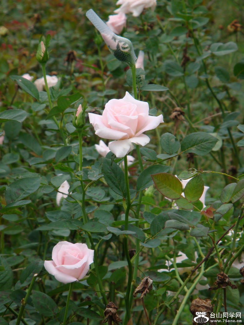 DSC05289.JPG