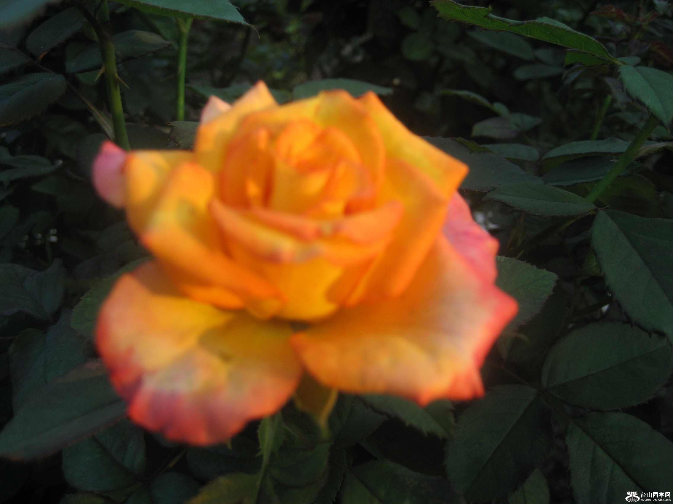 006.jpg