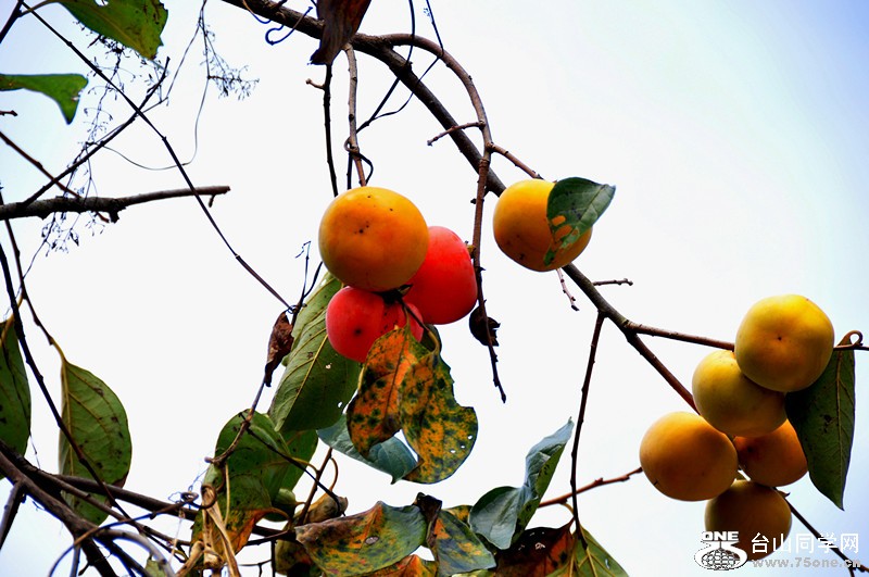 DSC_0088_����.jpg