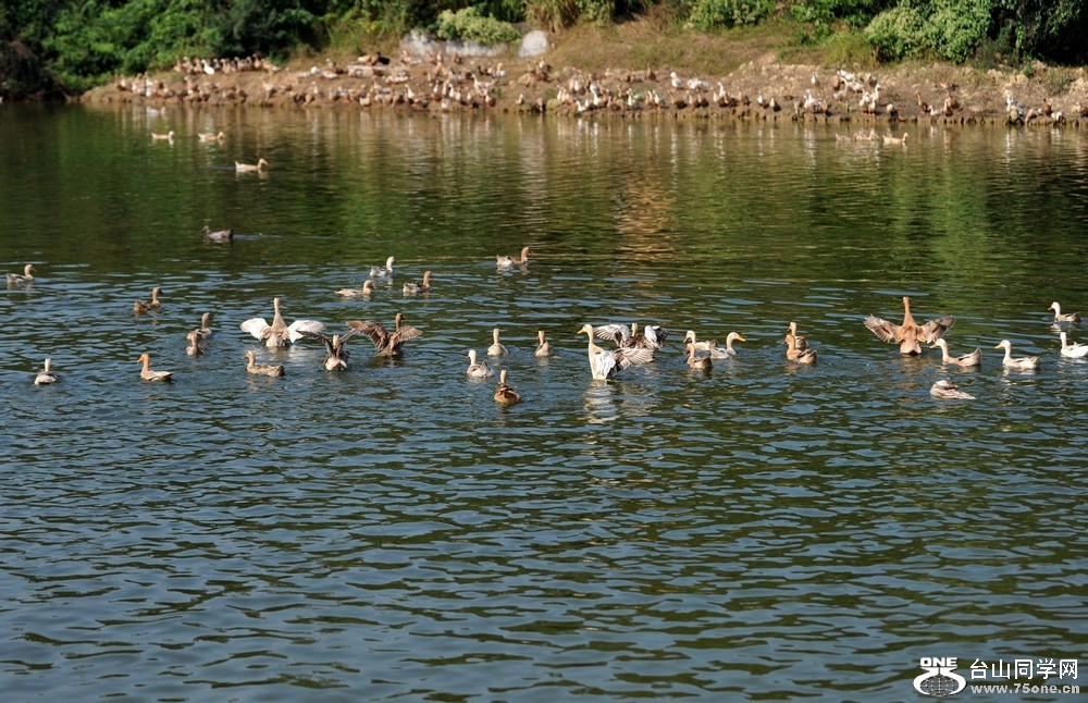 Ƭ 0461.jpg