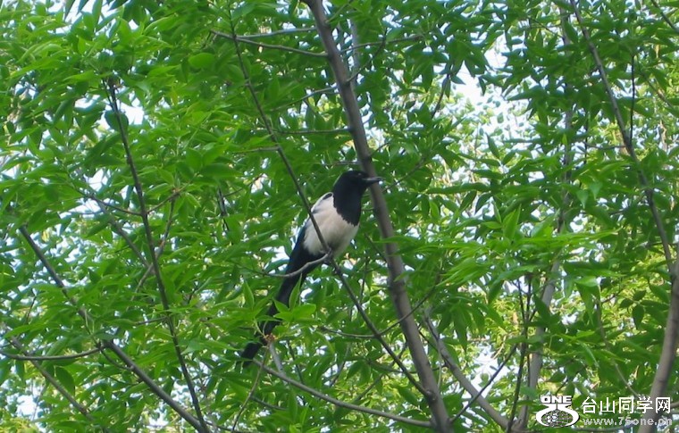 03_conew82.jpg
