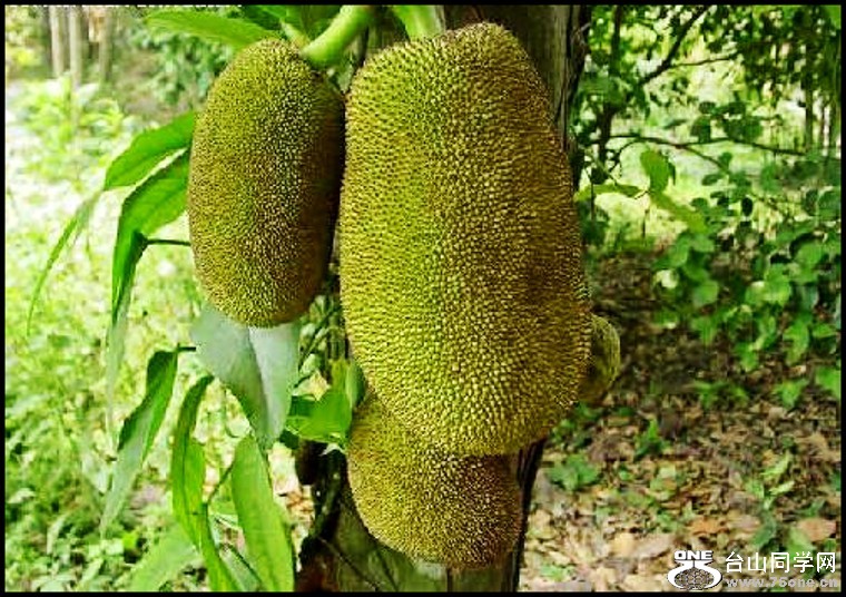 03_conew73.jpg
