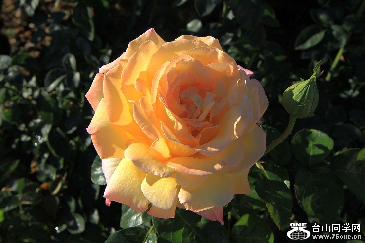 IMG_5578-8-2.jpg