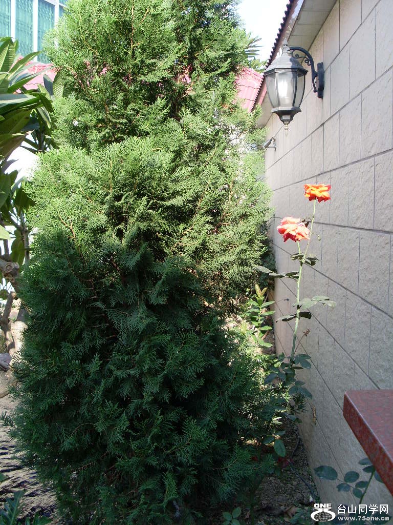 SL373648.JPG