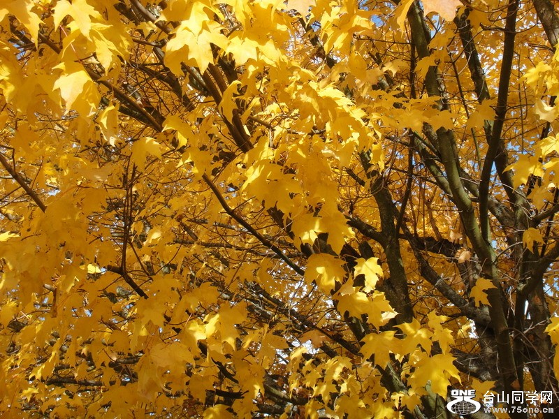 DSC00450.JPG
