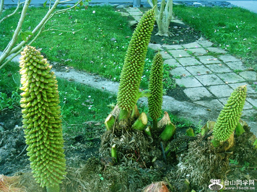 DSC01989_.jpg