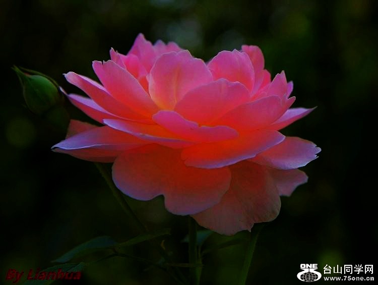 2_36516_eab9a34c4bd94d2.jpg