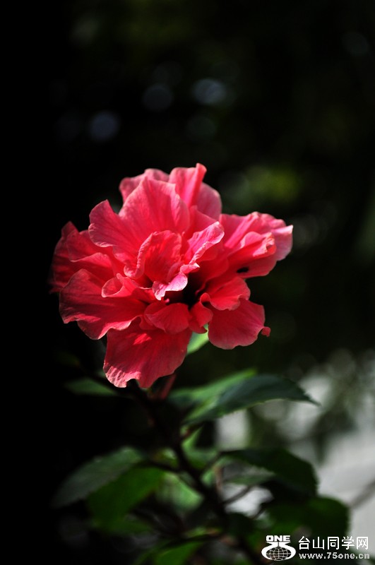 DSC_9725.jpg