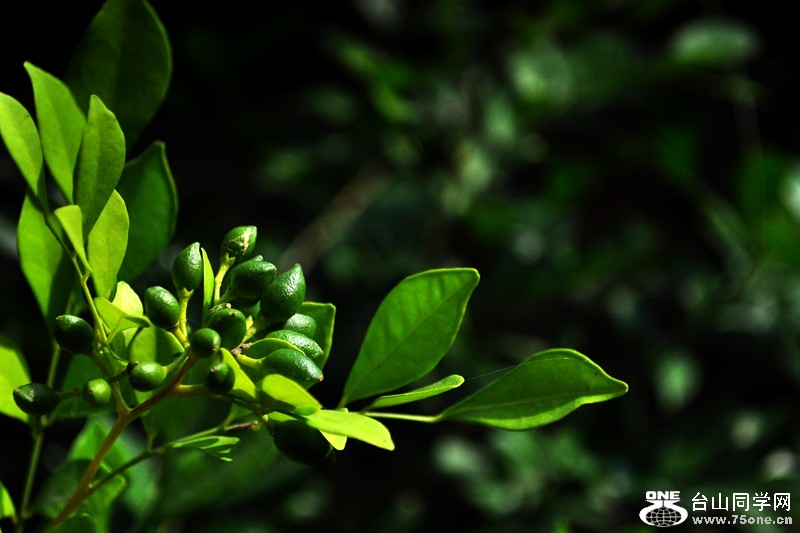 DSC_9785.jpg