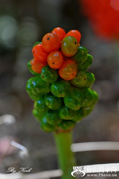 DSC_9376_conew1.jpg