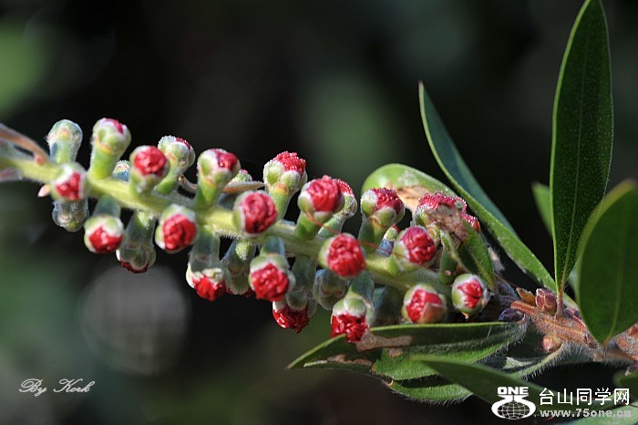 DSC_9343_conew1.jpg