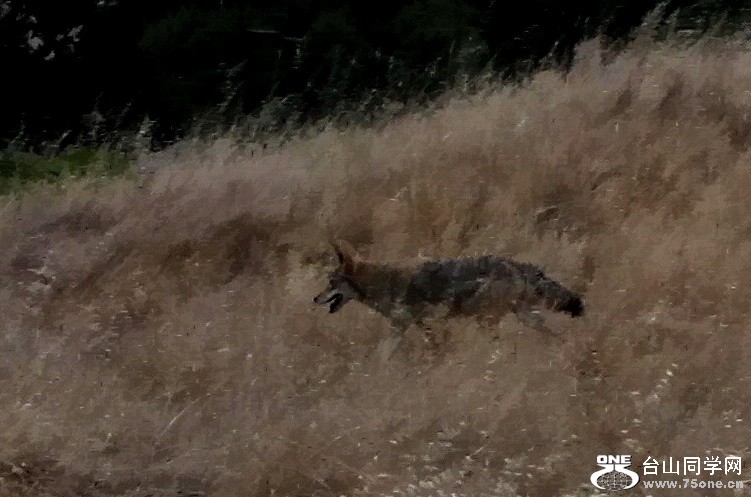 coyote091111.jpg