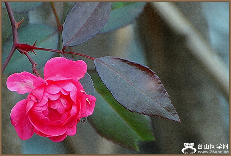 DSC_4658.JPG