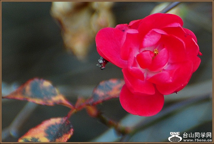 DSC_4677.JPG
