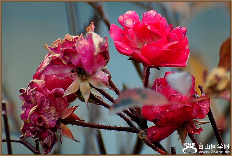 dsc_4672_.jpg