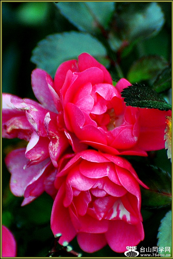 DSC_4612.JPG