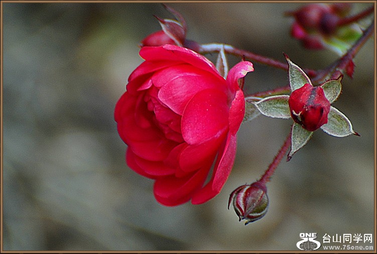 DSC_4627.JPG