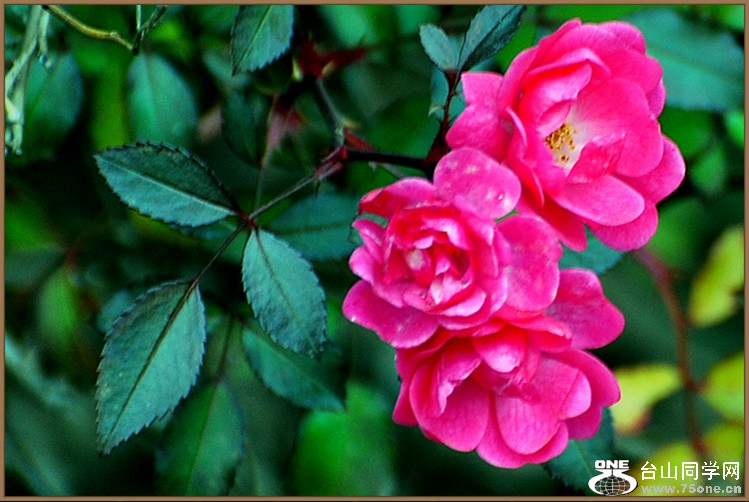 DSC_4660.JPG