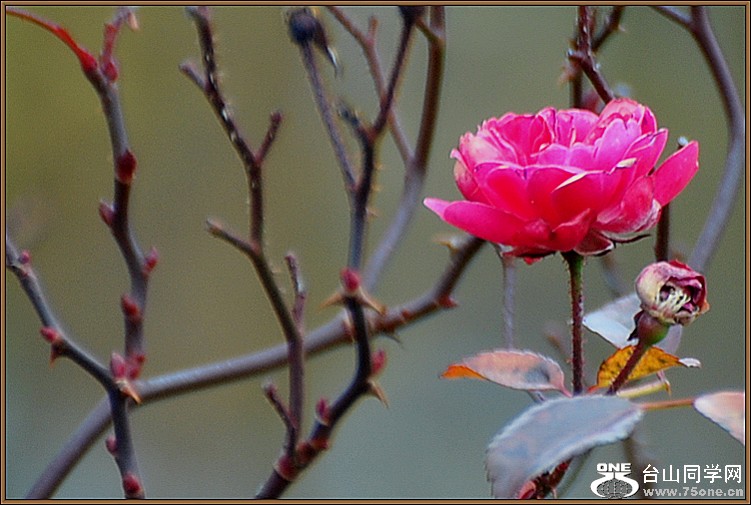 DSC_4656.JPG