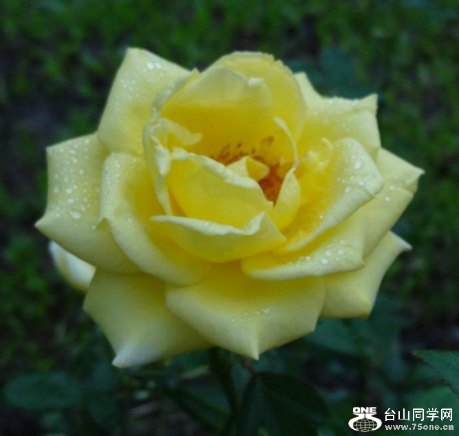 Rose.PNG