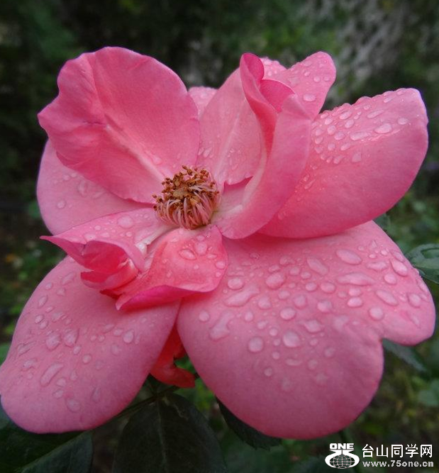 Rose.PNG