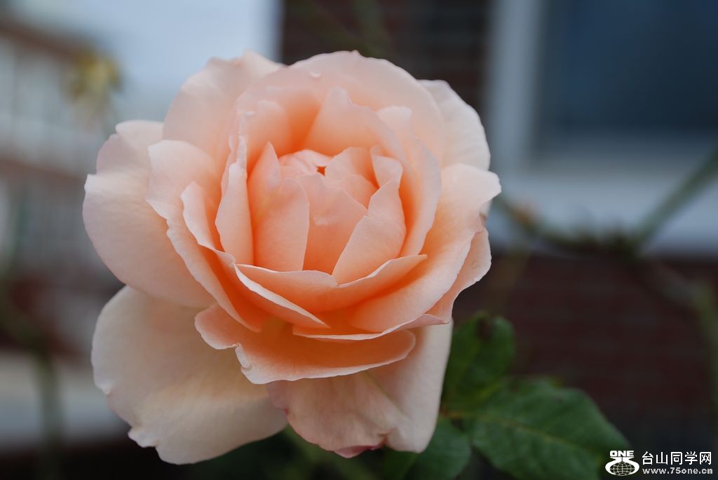 nEO_IMG_DSC_1042.jpg