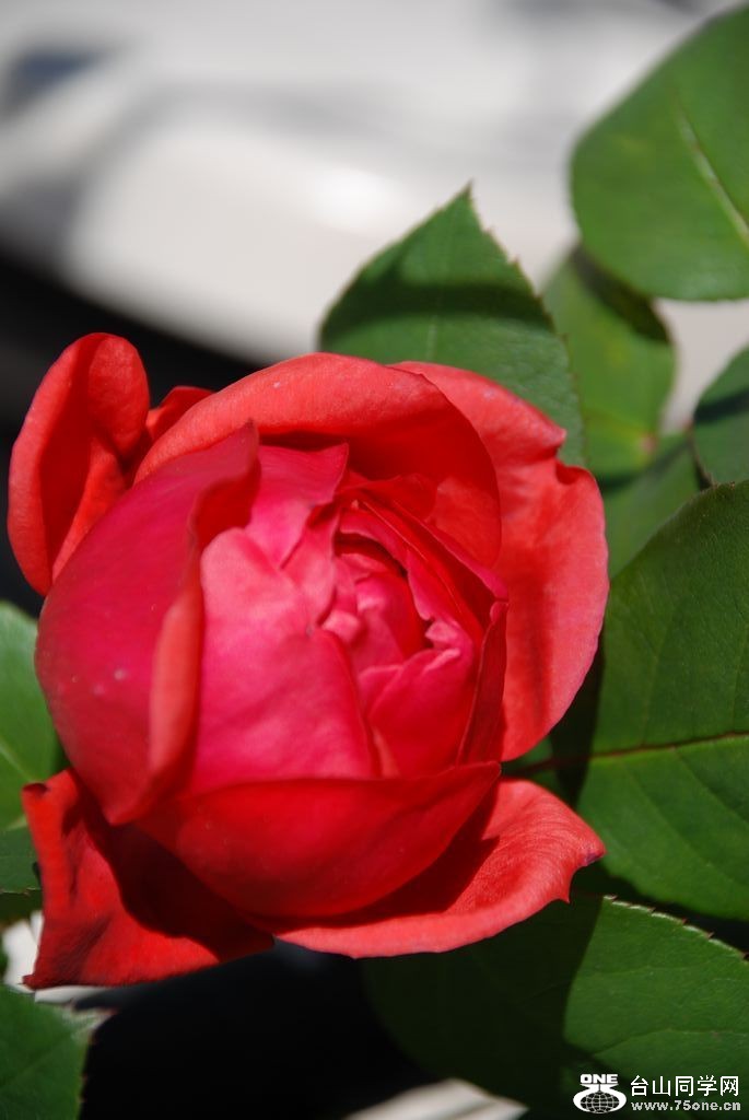 nEO_IMG_DSC_0817.jpg