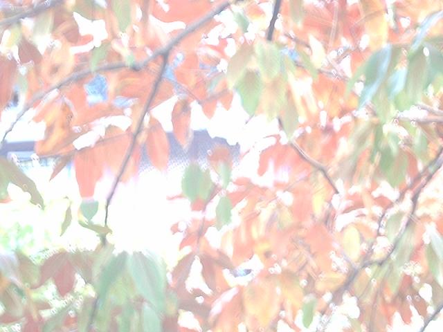DSC_0269.JPG