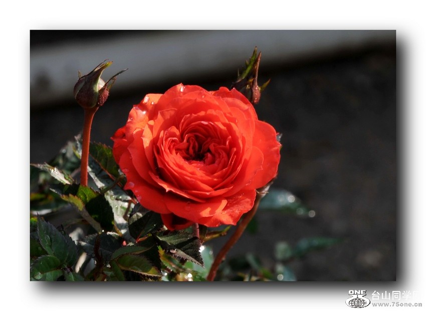 Ƭ 0031.jpg