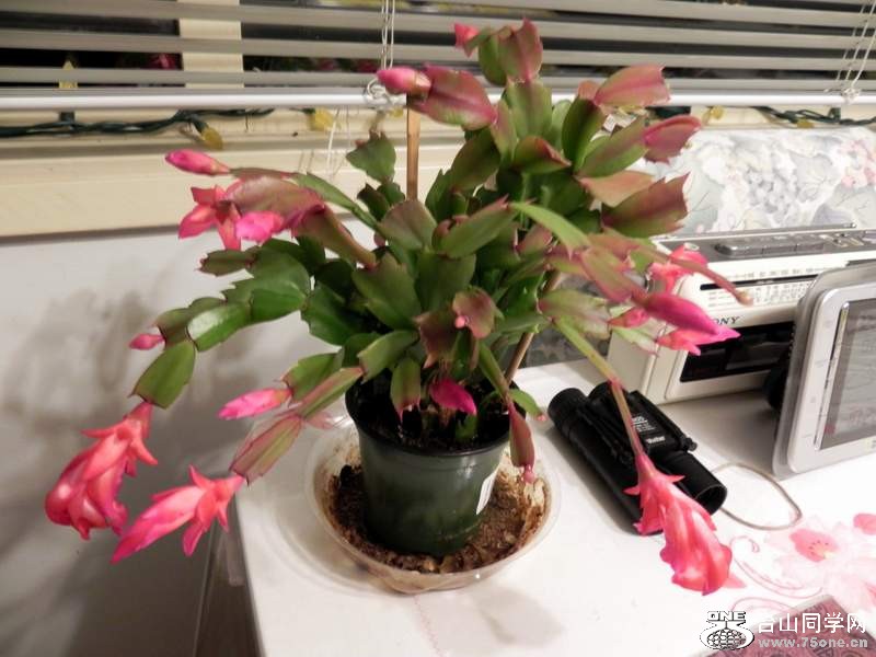 2010 10838.jpg