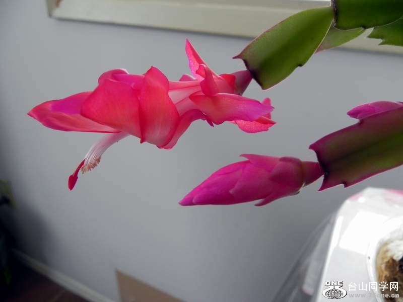 2010 10832.jpg