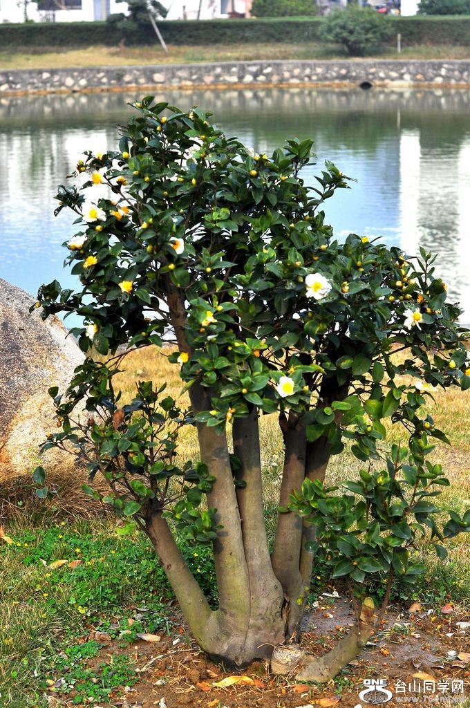 DSC_0007.JPG