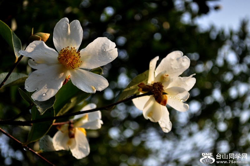 DSC_0756.jpg