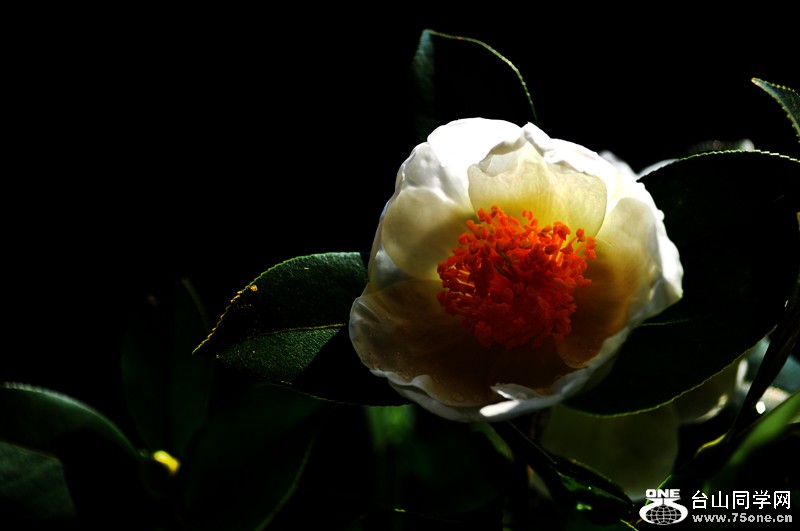 DSC_0849.jpg