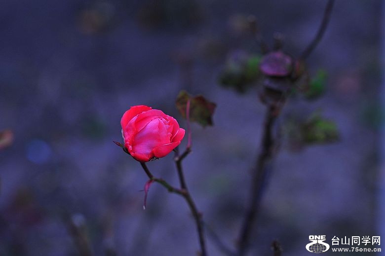 DSC_0024.jpg