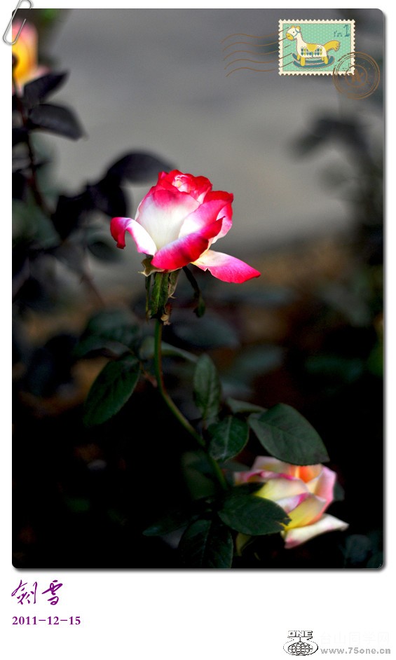 DSC_0126_.jpg