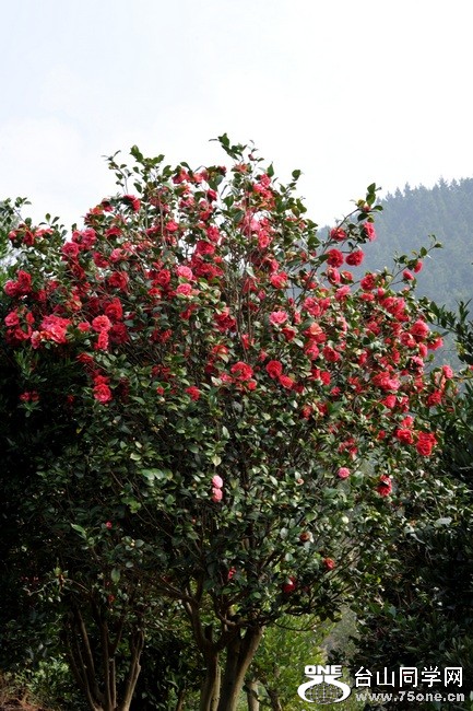 Ƭ 0511.jpg