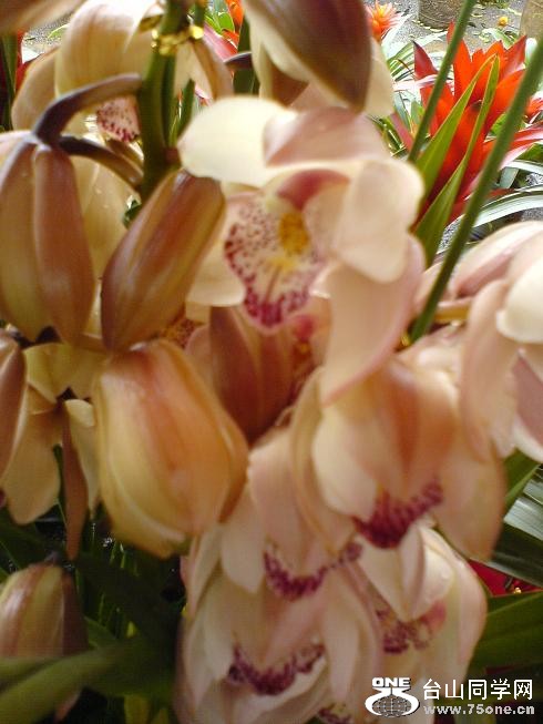 DSC06249.JPG