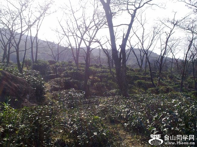 201201312365.jpg