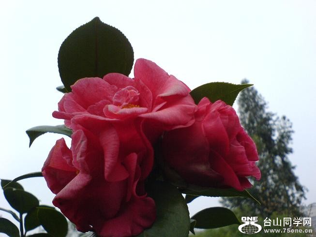 DSC06252.JPG