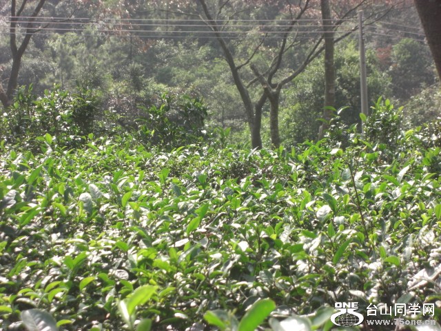CIMG6875.JPG
