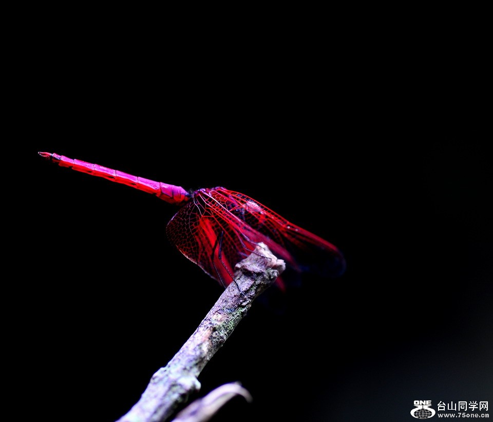 DSC_4278aa.jpg