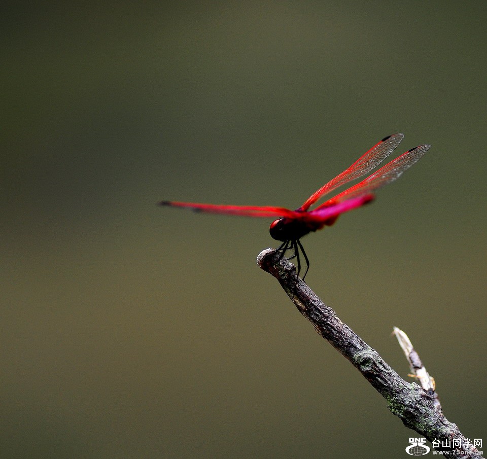 DSC_4216aa.jpg