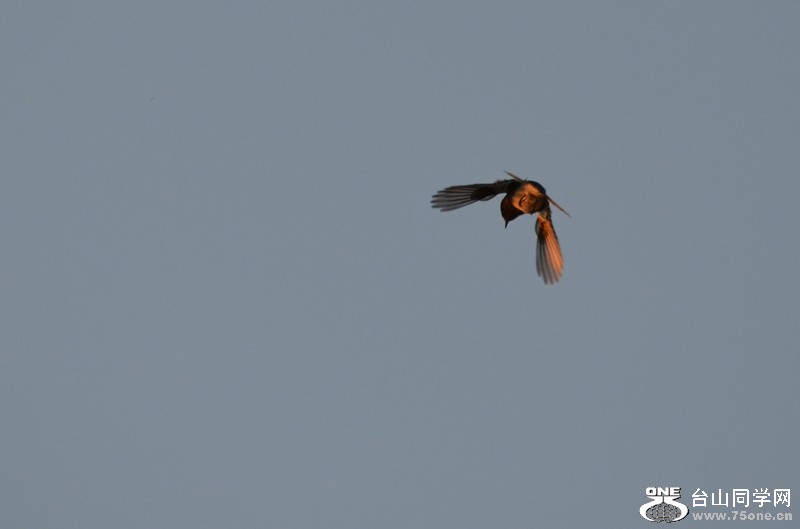 dsc_0398_21.jpg