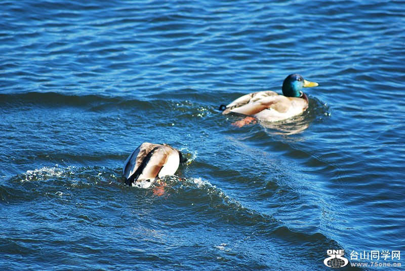 DSC_0237_.jpg