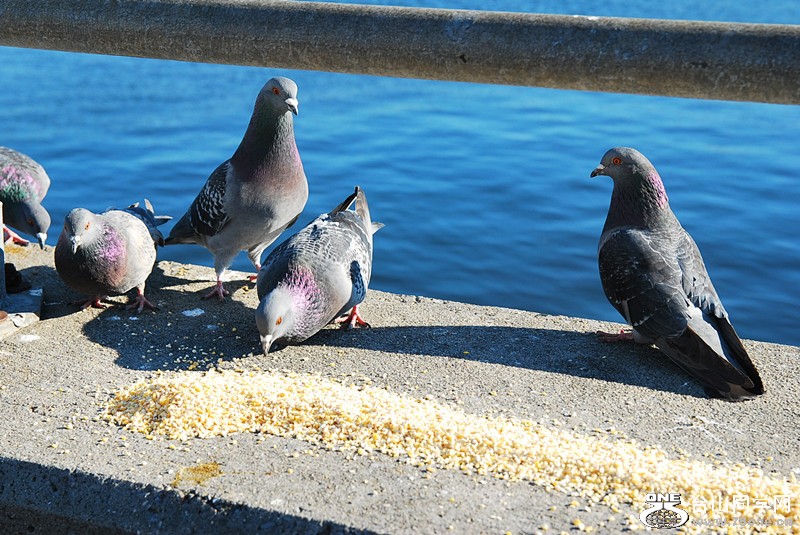 DSC_0232_.jpg