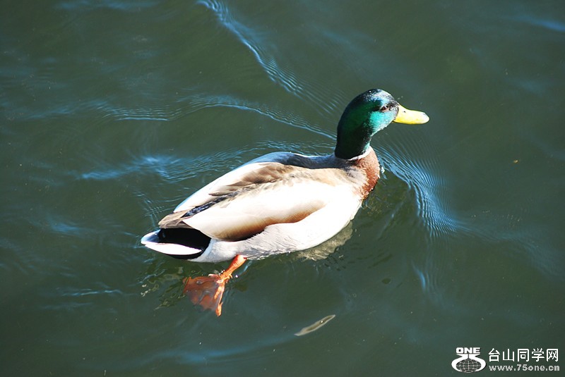 DSC_0238_.jpg