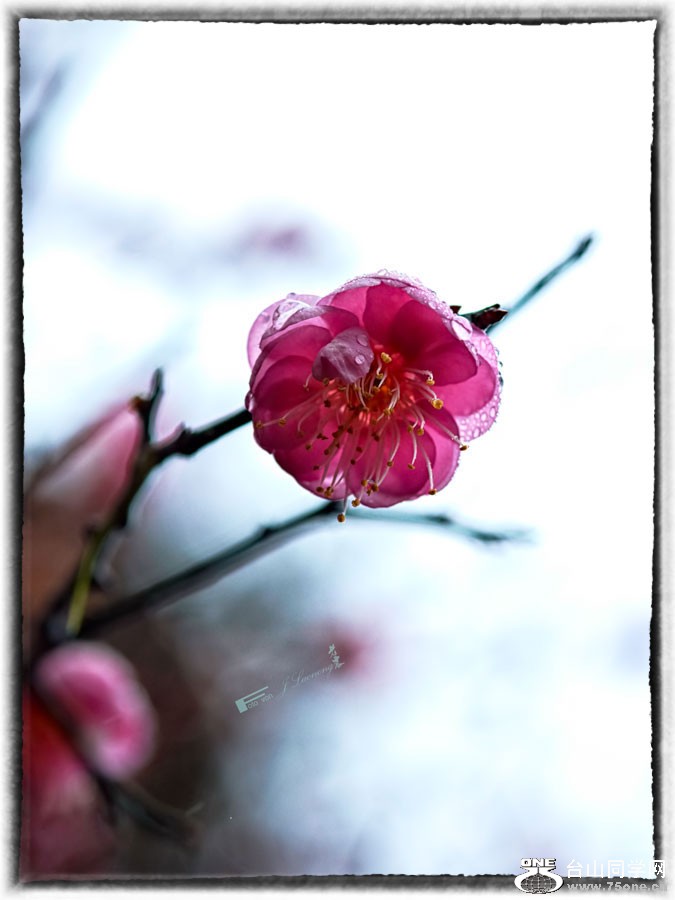 DSD_4196-2A.jpg